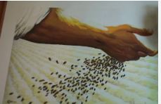 bong lua triu hat 30012026   thu sau tuan 3 thuong nien