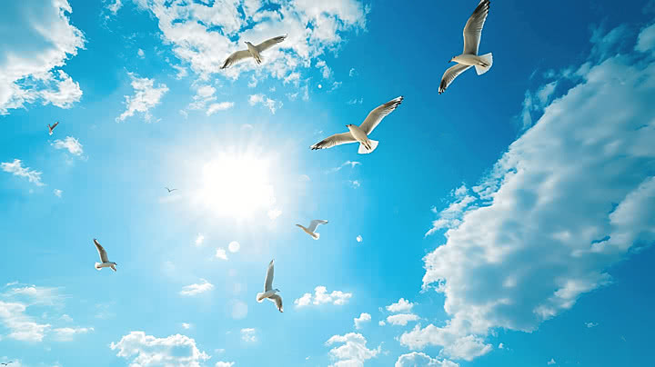 nhu nhung canh chim khong moi