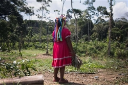 cop30 va tieng noi cua phu nu trong viec bao ve trai dat
