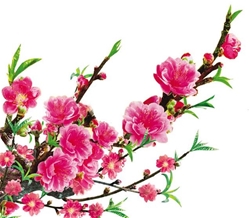 nghi thuc hai loc thanh