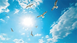 nhu nhung canh chim khong moi